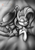 Size: 905x1280 | Tagged: safe, artist:calena, applejack, rarity, earth pony, pony, unicorn, g4, black and white, cute, female, grayscale, lesbian, monochrome, patreon, patreon logo, ship:rarijack, shipping, sleeping