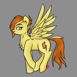 Size: 2830x2830 | Tagged: safe, artist:vinviasshine, spitfire, pony, g4, alternate hairstyle, alternative colors, chest fluff, female, fluffy, gray background, high res, looking back, signature, simple background, solo, wings