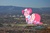 Size: 3888x2592 | Tagged: safe, artist:jerryakira79, pinkie pie, earth pony, pony, g4, california, female, giant pony, high res, highrise ponies, irl, macro, photo, ponies in real life