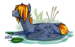 Size: 2000x1260 | Tagged: safe, artist:deltalix, oc, oc only, oc:turaco tinder, pegasus, pony, behaving like a bird, hair over eyes, lilypad, partially open wings, pegaduck, pond, solo, tail feathers, wet, wet mane, wings