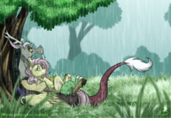 Size: 1024x706 | Tagged: safe, artist:inuhoshi-to-darkpen, discord, fluttershy, draconequus, pegasus, pony, g4, cute, discute, ear fluff, feathered fetlocks, female, looking away, looking up, male, mare, on back, patreon, patreon logo, profile, rain, ship:discoshy, shipping, straight, tree, under the tree, unshorn fetlocks