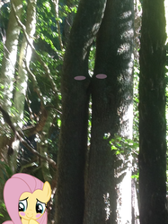 Size: 1024x1371 | Tagged: safe, artist:didgereethebrony, fluttershy, pony, g4, blue mountains, blushing, female, i'd like to be a tree, katoomba, kissing, mlp in australia, solo, tree