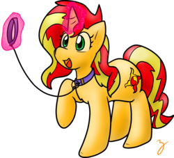 Size: 2046x1855 | Tagged: safe, artist:zutcha, sunset shimmer, pony, unicorn, g4, chest fluff, collar, cute, female, glowing horn, horn, leash, levitation, magic, mare, open mouth, pony pet, raised hoof, shimmerbetes, simple background, smiling, solo, telekinesis, transparent background, walkies, wrong magic color