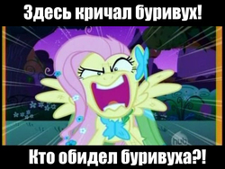 Size: 600x450 | Tagged: safe, artist:dragonfly, edit, edited screencap, screencap, fluttershy, pegasus, pony, g4, the best night ever, crossover, cyrillic, female, flutterrage, gritted teeth, hub logo, image macro, looking at you, luukfy penz, mare, max frei, meme, open mouth, panting, pony pokey, rage, russian, solo, spread wings, wings, you're going to love me