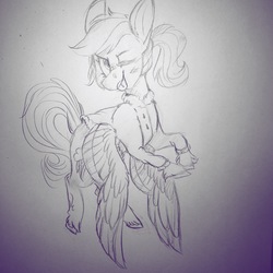 Size: 3024x3024 | Tagged: artist needed, safe, rainbow dash, pegasus, pony, g4, 4chan, alternate hairstyle, bandaid, clothes, coat, drawthread, female, high res, mare, monochrome, one eye closed, ponytail, sketch, solo, spread wings, tongue out, traditional art, unshorn fetlocks, wings, wink