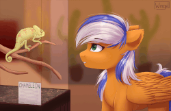 Size: 1520x986 | Tagged: safe, artist:wingell, oc, oc only, oc:naarkessex, chameleon, pegasus, pony, animated, pet, solo, ych result