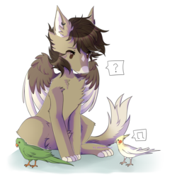 Size: 3000x3000 | Tagged: safe, artist:allisonbacker, artist:sudnouwu, oc, oc only, oc:xor, bird, cockatiel, parrot, sphinx, brown eyes, cat tail, chest fluff, collaboration, ear piercing, earring, floppy ears, fluffy, high res, jewelry, male, paws, piercing, question mark, simple background, solo, sphinx oc, transparent background, wings, ych result