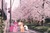 Size: 1280x853 | Tagged: safe, artist:lisaloudleijon, artist:lisaloudleijon/chris niimi, editor:lisaloudleijon, applejack, pinkie pie, g4, cherry blossoms, cute, female, flower, flower blossom, japan, lesbian, real life background, ship:applepie, shipping, tokyo