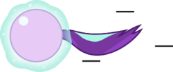 Size: 359x151 | Tagged: safe, artist:mega-poneo, starlight glimmer, pony, unicorn, g4, ball, crossover, female, glimmerball, levitation, magic, mare, motion lines, rolling, self-levitation, simple background, solo, sonic the hedgehog (series), spin dash, telekinesis, transparent background