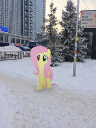 Size: 2448x3264 | Tagged: safe, artist:albertuha, fluttershy, pony, g4, cute, high res, irl, photo, ponies in real life, shyabetes, snow, solo, winter