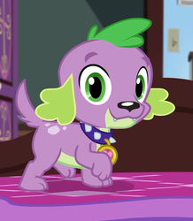Size: 624x714 | Tagged: safe, screencap, spike, spike the regular dog, dog, equestria girls, g4, my little pony equestria girls: better together, reboxing with spike!, collar, cropped, looking at you, male, paws, smiling, solo, spike's dog collar, tail