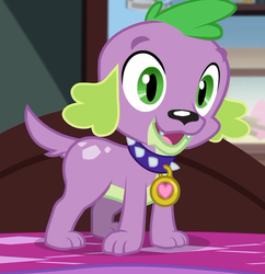 Size: 644x664 | Tagged: safe, screencap, spike, spike the regular dog, dog, equestria girls, g4, my little pony equestria girls: better together, reboxing with spike!, cropped, looking at you, male, paws, smiling, spike's dog collar