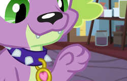 Size: 1120x720 | Tagged: safe, screencap, spike, spike the regular dog, dog, equestria girls, g4, my little pony equestria girls: better together, reboxing with spike!, collar, cropped, male, paws, sci-twi's room, smiling, spike's dog collar