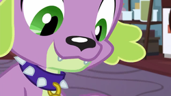 Size: 1280x720 | Tagged: safe, screencap, spike, spike the regular dog, dog, equestria girls, g4, my little pony equestria girls: better together, reboxing with spike!, collar, fangs, male, smiling, spike's dog collar, teeth