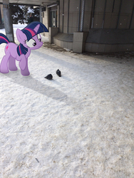 Size: 2448x3264 | Tagged: safe, artist:albertuha, twilight sparkle, bird, pigeon, pony, unicorn, g4, cute, female, frown, head tilt, high res, irl, looking at something, mare, photo, ponies in real life, raised hoof, snow, solo, twiabetes, unicorn twilight, wide eyes, winter
