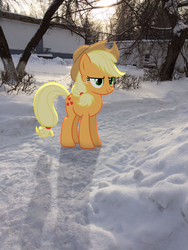 Size: 2448x3264 | Tagged: safe, artist:albertuha, applejack, earth pony, pony, g4, female, frown, high res, irl, mare, photo, ponies in real life, smiling, snow, solo, winter