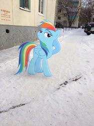 Size: 2448x3264 | Tagged: safe, artist:albertuha, rainbow dash, pony, g4, high res, irl, photo, ponies in real life, raised hoof, snow, solo, winter