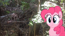 Size: 1920x1080 | Tagged: safe, artist:didgereethebrony, derpibooru exclusive, pinkie pie, bird, earth pony, pony, g4, animated, cute, diapinkes, irl, katoomba, lyrebird, mlp in australia, photo, ponies in real life, rainforest, solo, sound, tongue out, webm