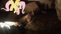 Size: 1920x1080 | Tagged: safe, artist:didgereethebrony, derpibooru exclusive, fluttershy, pony, wallaby, animated, australia, cute, flying, irl, jenolan caves, looking at you, mlp in australia, photo, ponies in real life, shyabetes, solo, sound, webm