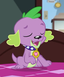 Size: 411x500 | Tagged: safe, screencap, spike, spike the regular dog, dog, equestria girls, g4, my little pony equestria girls: better together, reboxing with spike!, collar, cropped, eyes closed, male, paws, sci-twi's room, smiling, spike's dog collar
