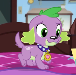Size: 445x443 | Tagged: safe, screencap, spike, spike the regular dog, dog, equestria girls, g4, my little pony equestria girls: better together, reboxing with spike!, collar, cropped, male, paws, sci-twi's room, spike's dog collar, tail