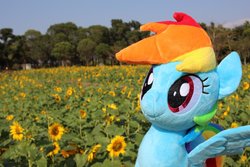 Size: 4096x2730 | Tagged: safe, artist:nekokevin, rainbow dash, pegasus, pony, g4, female, flower, irl, mare, photo, plushie, smiling, solo, spread wings, sunflower, tree, wings