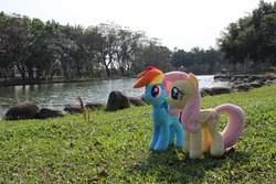 Size: 4096x2730 | Tagged: safe, artist:nekokevin, fluttershy, rainbow dash, pegasus, pony, g4, duo, female, irl, mare, photo, plushie, pond, smiling, tree