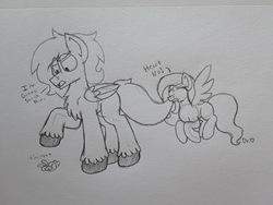 Size: 2576x1932 | Tagged: safe, artist:drheartdoodles, fluttershy, oc, oc:dr.heart, angel, clydesdale, pony, g4, angry, biting, chest fluff, dialogue, hiding, mini comic, size difference, tail bite, traditional art