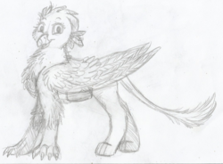 Size: 1085x798 | Tagged: safe, artist:69beas, gabby, griffon, g4, beak, feather, female, folded wings, leonine tail, looking at you, monochrome, sketch, smiling, solo, traditional art, wings