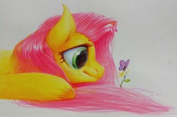 Size: 3304x2188 | Tagged: safe, artist:angusdra, fluttershy, pony, g4, cute, female, flower, high res, smiling, solo