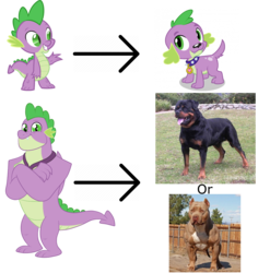 Size: 1420x1440 | Tagged: safe, spike, dog, dragon, pitbull, rottweiler, equestria girls, g4, the last problem, gigachad spike, irl, irl dog, older, older spike, photo, spike the dog, winged spike, wings