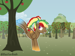 Size: 2592x1936 | Tagged: safe, artist:dasturdash, oc, oc:cloudy apple, pegasus, pony, apple, apple tree, base used, freckles, magical lesbian spawn, male, offspring, parent:applejack, parent:rainbow dash, parents:appledash, pegasus oc, stallion, sweet apple acres, tree