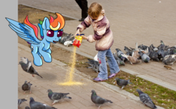 Size: 1138x706 | Tagged: safe, artist:umgaris, rainbow dash, bird, human, pegasus, pigeon, pony, g4, behaving like a bird, child, feeding, irl, irl human, photo, ponies in real life