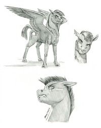 Size: 1000x1257 | Tagged: safe, artist:baron engel, oc, oc only, oc:gale storm, pegasus, pony, bust, monochrome, pencil drawing, scar, solo, traditional art