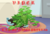 Size: 1046x719 | Tagged: safe, phyllis, pony, g4, album cover, plant, potted plant, viper