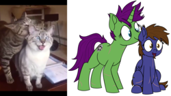 Size: 2500x1410 | Tagged: safe, artist:memeancholy, oc, oc only, oc:dauntless, oc:six-shooter, pegasus, pony, unicorn, behaving like a cat, female, lesbian, licking, ponified animal photo, scar, sitting, tongue out