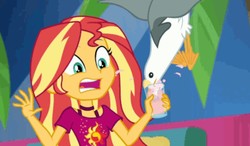 Size: 1145x667 | Tagged: safe, screencap, sunset shimmer, bird, seagull, equestria girls, g4, i'm on a yacht, my little pony equestria girls: better together, female