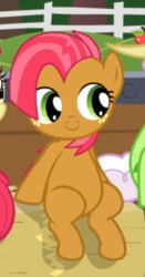 Size: 285x545 | Tagged: safe, screencap, babs seed, pony, apple family reunion, g4, adorababs, apple family member, belly, cropped, cute, female, hay bale, sitting, solo