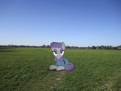 Size: 639x478 | Tagged: safe, artist:mundschenk85, edit, editor:undeadponysoldier, maud pie, pony, g4, clothes, cute, field, irl, looking at you, lying down, maudabetes, photo, ponies in real life, show accurate, smiling