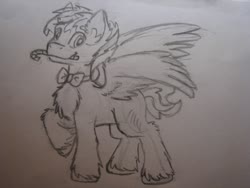 Size: 1280x960 | Tagged: safe, oc, oc:hellfire, pegasus, pony, bowtie, candy, candy cane, chest fluff, christmas, fluffy, food, fur, holiday, male, monochrome, smiling, stallion, traditional art, wings
