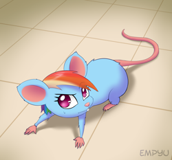 Size: 1000x933 | Tagged: safe, artist:empyu, rainbow dash, rat, rodent, g4, cute, female, looking at each other, looking at someone, looking at something, looking at you, mousified, rainbow mouse, raised eyebrow, solo, species swap