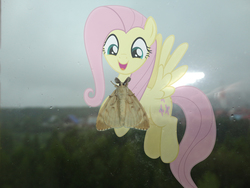 Size: 4608x3456 | Tagged: safe, artist:albertuha, fluttershy, moth, pegasus, pony, g4, female, irl, mare, photo, ponies in real life, smiling, solo, window