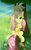 Size: 1772x2835 | Tagged: safe, artist:php97, discord, fluttershy, draconequus, pegasus, pony, g4, cute, discute, eyes closed, female, grass, male, mare, ship:discoshy, shipping, shyabetes, smiling, straight, tree, water