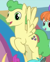 Size: 354x438 | Tagged: safe, screencap, huckleberry, peppermint goldylinks, sandbar, smolder, pegasus, pony, g4, interseason shorts, teacher of the month (episode), cropped, cute, cutie mark, friendship student, hucklebetes, male, offscreen character, peppermint adoralinks, smiling, solo focus, stallion, wings