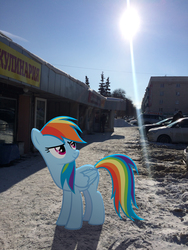 Size: 2448x3264 | Tagged: safe, artist:albertuha, rainbow dash, pegasus, pony, g4, female, frown, high res, irl, mare, photo, ponies in real life, smiling, snow, solo, winter