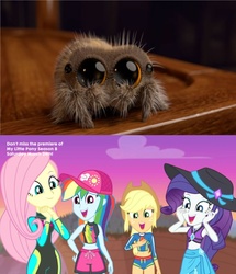 Size: 1660x1926 | Tagged: safe, edit, screencap, applejack, fluttershy, rainbow dash, rarity, spider, aww... baby turtles, equestria girls, g4, my little pony equestria girls: better together, beach, clothes, cute, geode of fauna, geode of shielding, geode of super speed, geode of super strength, jumping spider, lucas the spider, magical geodes, reaction, reaction image, swimsuit