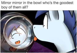Size: 540x374 | Tagged: safe, artist:sugar morning, oc, oc only, oc:slipstream, pony, :p, caption, collar, irl, male, meme, photo, ponified animal photo, pot, reflection, silly, solo, stallion, tongue out, wat, wide eyes