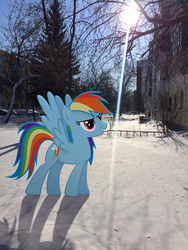 Size: 2448x3264 | Tagged: safe, artist:albertuha, rainbow dash, pegasus, pony, g4, female, frown, high res, irl, mare, photo, ponies in real life, smiling, snow, solo, spread wings, wings, winter