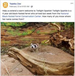 Size: 508x511 | Tagged: safe, twilight sparkle, ferret, g4, animal, barely pony related, black footed ferret, conservation, cute, facebook, female, ground, hole, irl, kansas, peeking, photo, photography, picture, poking out, soil, straw, text, topeka, topeka zoo, tree, tree branch, tree stump, zoo