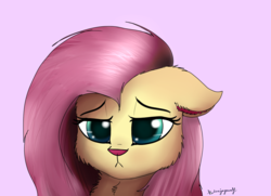 Size: 1240x900 | Tagged: safe, artist:saphi-boo, fluttershy, cat, g4, catified, female, floppy ears, fluffy, fluttercat, lidded eyes, pink background, simple background, solo, species swap